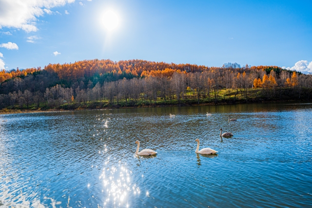 和寒町の桜岡湖