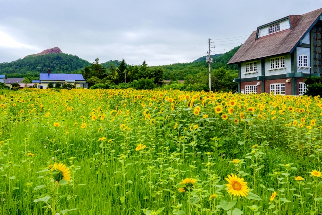 壮瞥町のひまわり畑